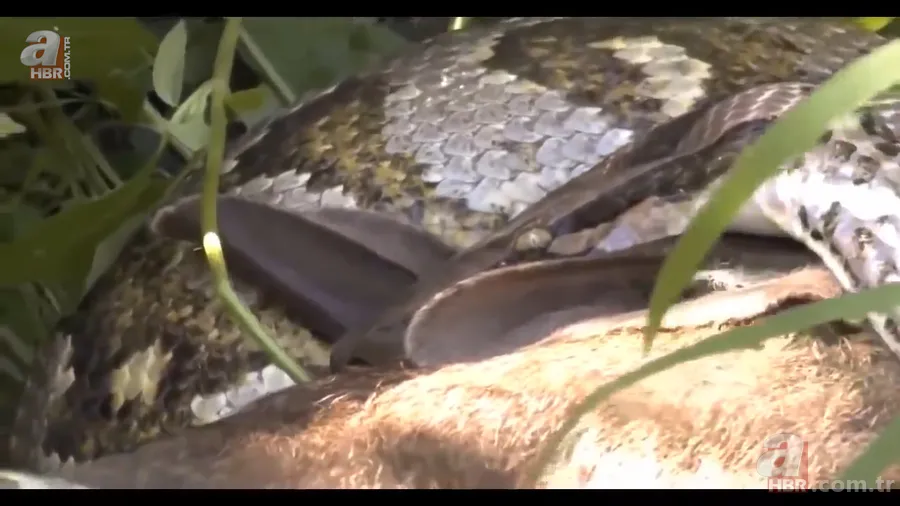 Anakonda yılanı ineği tek lokmada yuttu! O anlar böyle görüntülendi 25