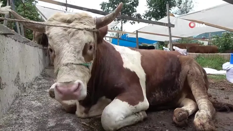 Kurbanlık hayvanlar pazara indi! Kurban fiyatları ne kadar? Büyükbaş kurbanlık kaç lira?