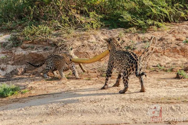 Böylesini daha önce hiç görmediniz 55