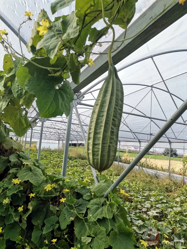 Yetiştirmek için serasına kamera koydu! Fiyatı el yakıyor: Gözümüz gibi bakıyoruz 15