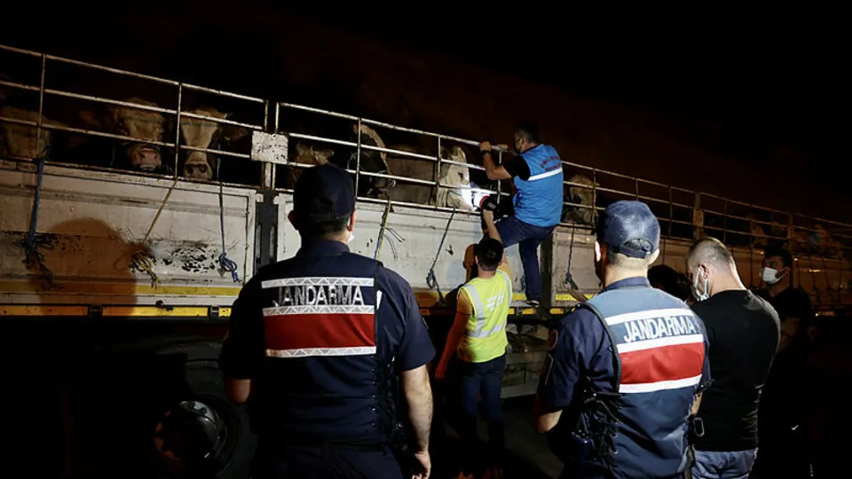 Kurbanlıklar İstanbul'a gelmeye başladı! Kamyonlar kontrolden geçti