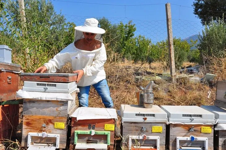 Gramını 700 liradan arı zehri ihraç ediyor