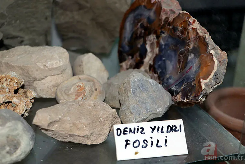 Eskişehir'de dinozorlardan önce yok olmuş canlı fosili buldu! Tam 550 milyon yıl öncesine ait... 10