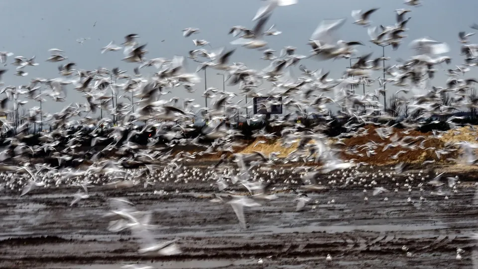Martıların rüzgarla dansı görsel şölen sundu