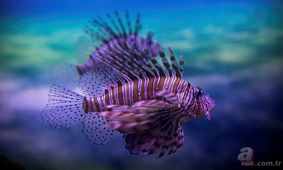 Ege Denizi'nde görülen aslan balığı tehlike saçıyor! | Dünyanın en tehlikeli hayvanları 3