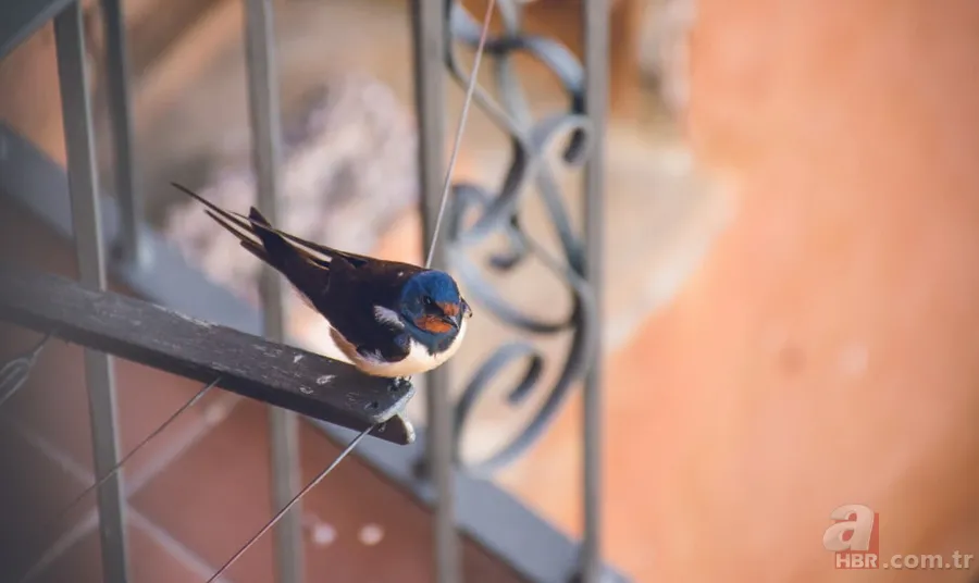 Pencerenize kuş konduysa dikkat! Anlamı çok şaşırtıcı 5