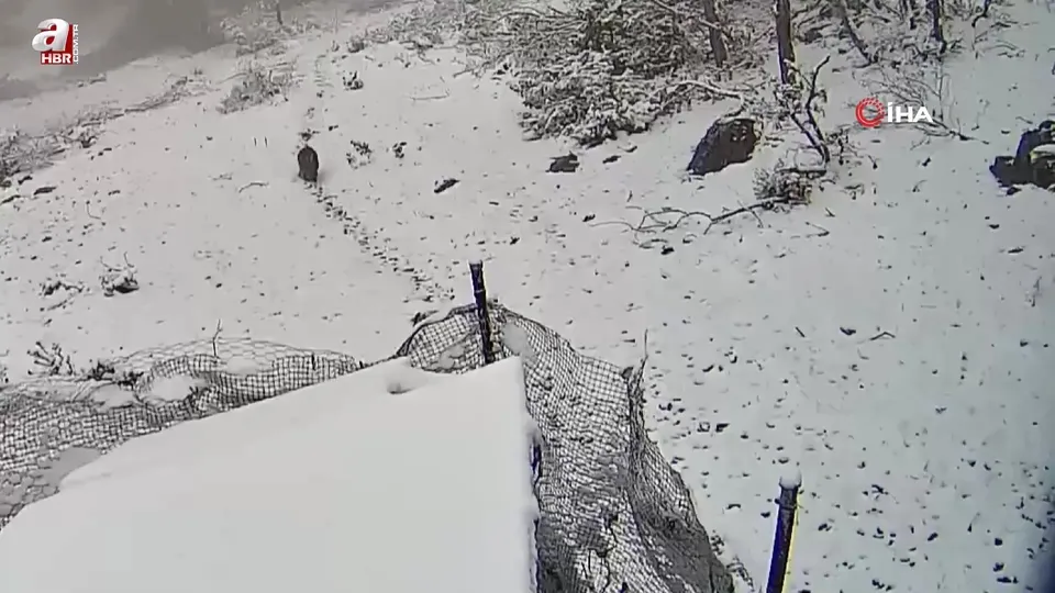 Yaban tavşanı fotokapanla görüntülendi