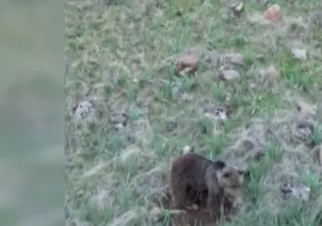Ormanda toprağı kazarken görüldü!