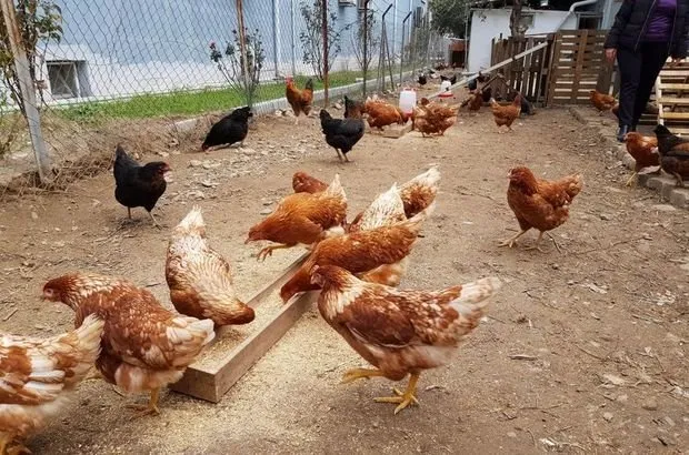 Kanser ilacı yumurtlayan tavuklar yetiştirdiler