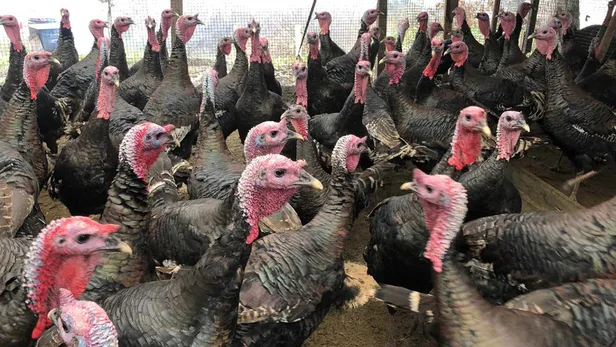 Hindi fiyatları ne kadar, kaç TL? 2022 Hindi fiyat listesi açıklandı mı, belli mi? İşte fiyatlar...