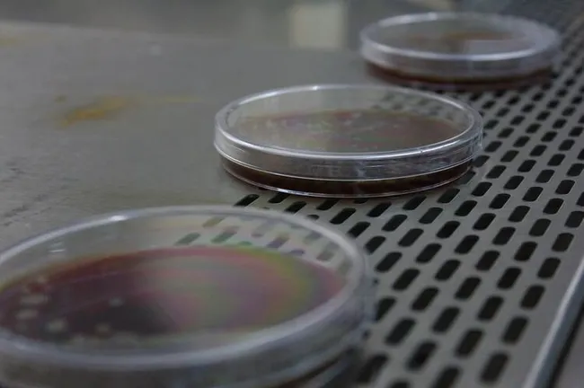 Samsun’da test edildi! Maskeye kolonya sıkma veya yıkama bakteri oluşumunu engellemiyor