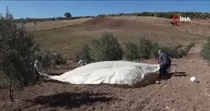 Gaziantep’te zeytin hasadı başladı
