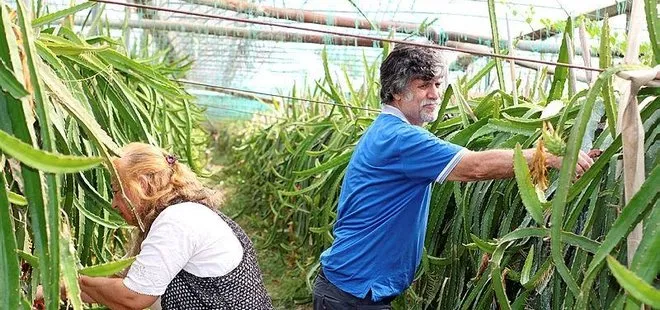 Ejder meyvesi üretiminde öncü oldular! Üretime balkonda başladılar şimdi...