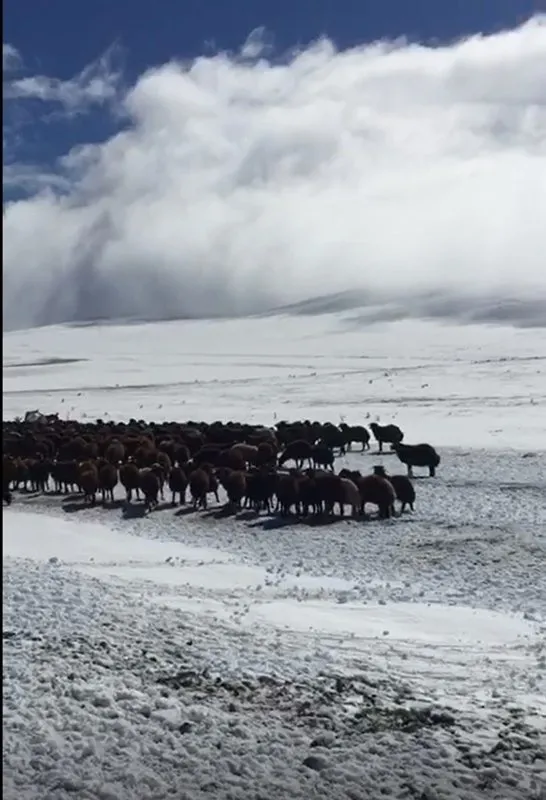 Ardahan’da kar kalınlığı 15 santimetreye ulaştı! Aceleyle inmek zorunda kaldılar