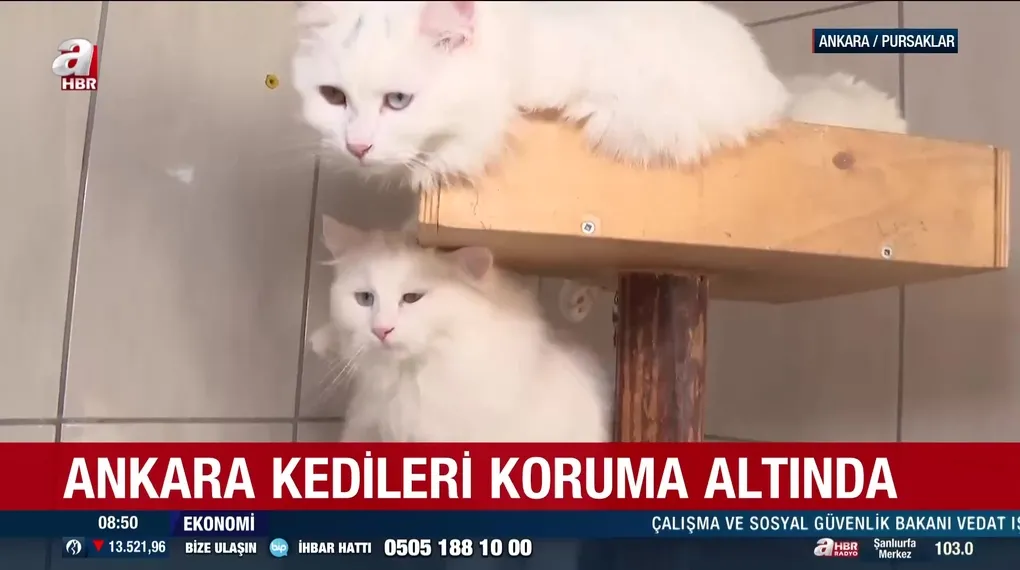 Ankara kedileri koruma altında