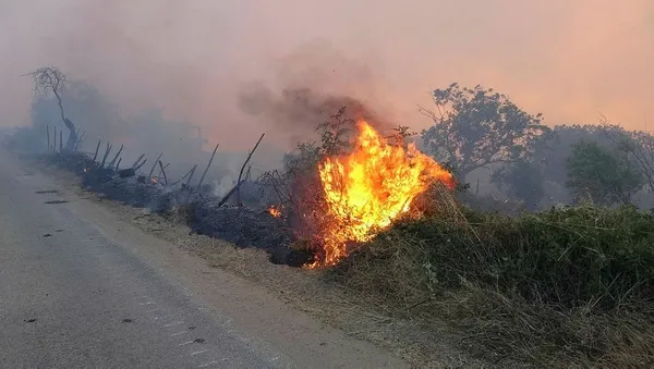 canakkalede-orman-yangini-havadan-ve-karadan-mudahale-suruyor-koy-halki-tahliye-edildi-1689545837750.jpg Çanakkale'de orman yangını! Havadan ve karadan müdahale sürüyor: Köy halkı tahliye edildi