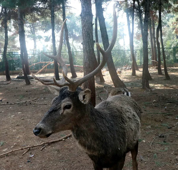 Türkiye'nin ilk ve tek safari parkına yoğun ilgi - 3