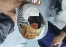 Sokak köpekleri küçük çocuğa saldırdı! İşte son durumu