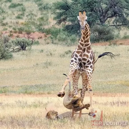 Zürafa aslanlara yem olmaktan kurtulamadı! Vahşi doğanın acımasız yüzü 5