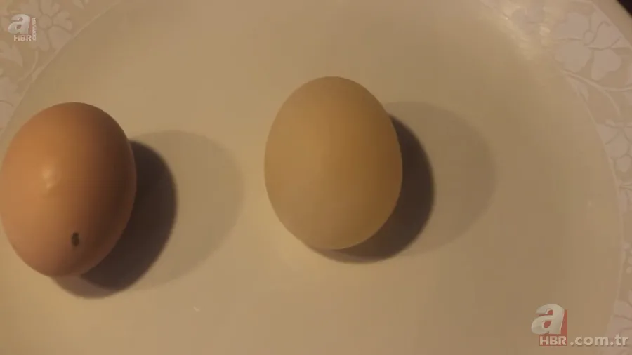 Beslediği tavuğun yumurtasını almak için kümese girdi! Yumurtayı eline alınca gözlerine inanamadı 20