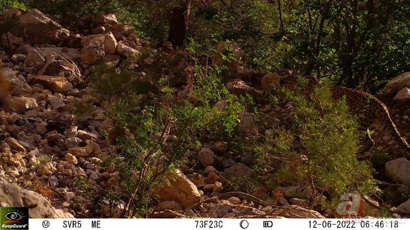 Cezası 1 milyon TL! Nesli tükenen tür 18 ilde aranacak 1