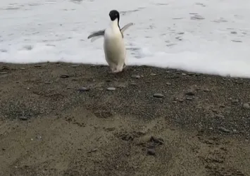 Yüzlerce kilometre yol katetti! Oyuncak sandı... Öğrenince şoke oldu
