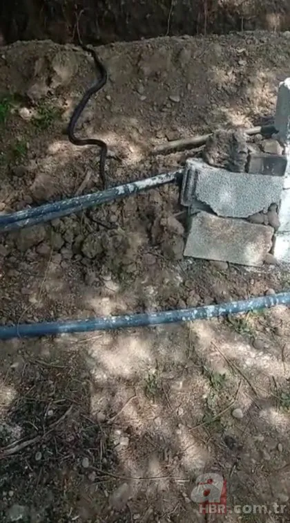 Diyarbakır’da dev yılan paniği! Görenler şoke oldu