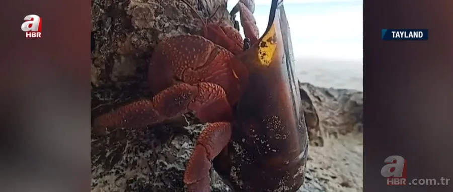 Keşiş yengecin kabuğu cam şişe 1