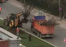 İBBden bir ağaç katliamı daha!