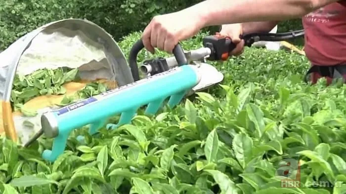 Üreticiye müjde! Yaş çay alım fiyatı ne kadar oldu? 2022 yaş çay taban fiyatı kaç TL? Başkan Erdoğan açıkladı 11