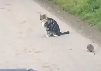 Afyonkarahisar’da ilginç olay! Kedi fareyle değil, fare kediyle oynadı