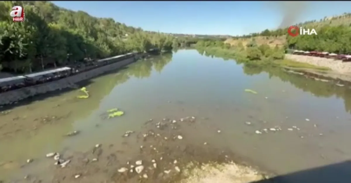 Dicle Nehri'nde balık ölümleri görüldü