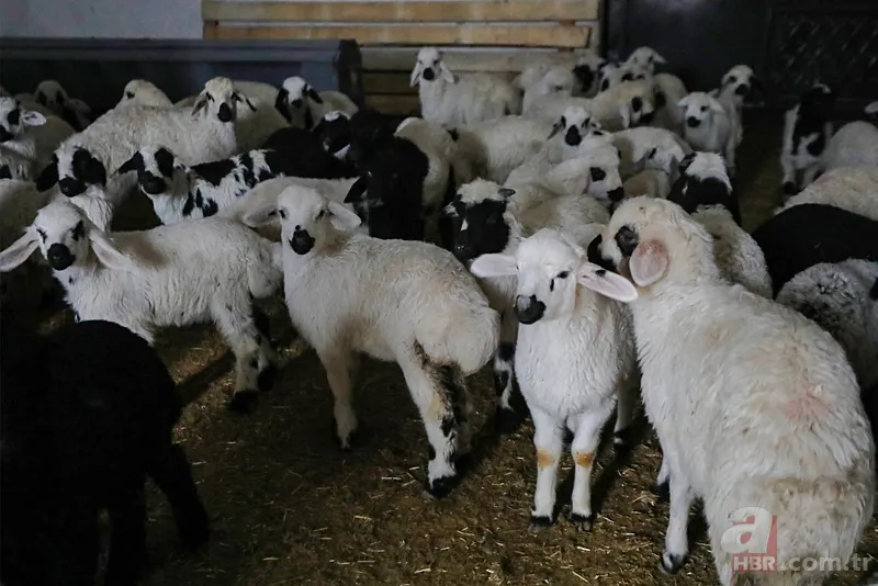 Tarım ve Hayvancılık Destek Paketi Başvuru 2025 | Şartları neler, ne kadar ödenecek? 5