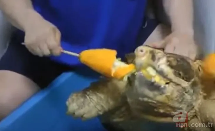 Timsah kapan kaplumbağası dehşete düşürdü! Kolunu hiç düşünmeden ağzına soktu
