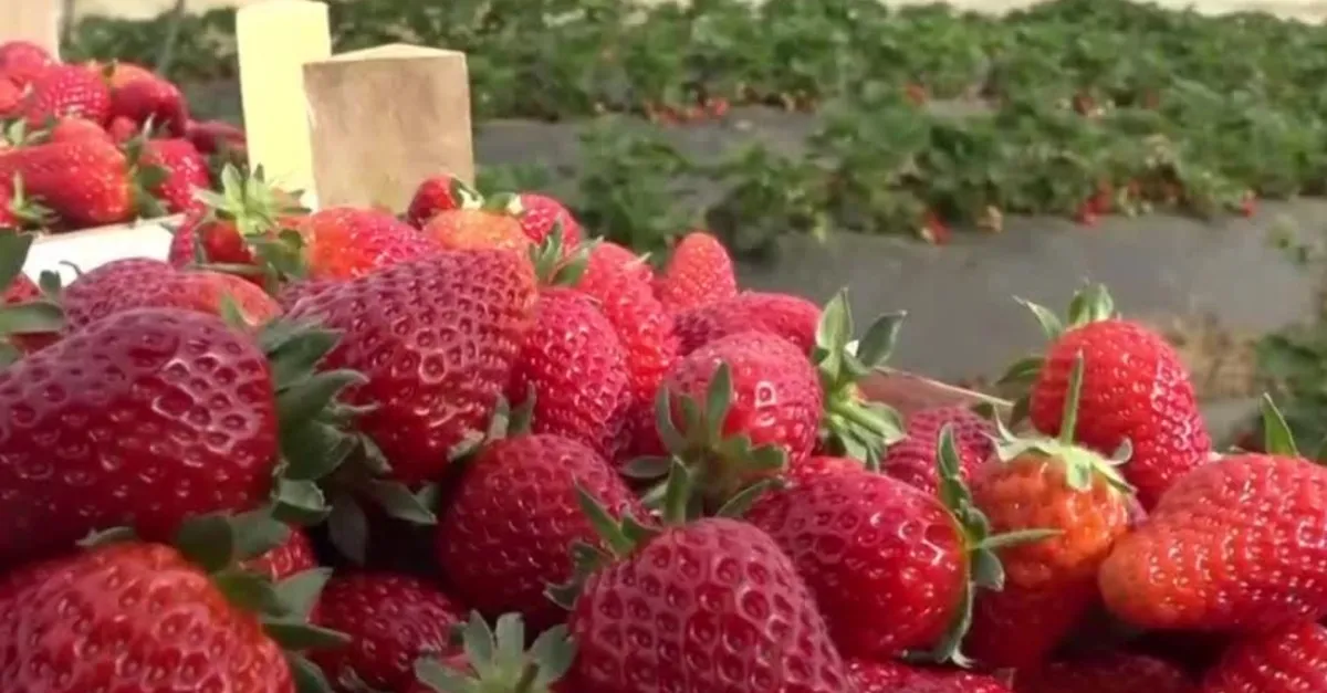 Meyve Sebzede yaz bereketi