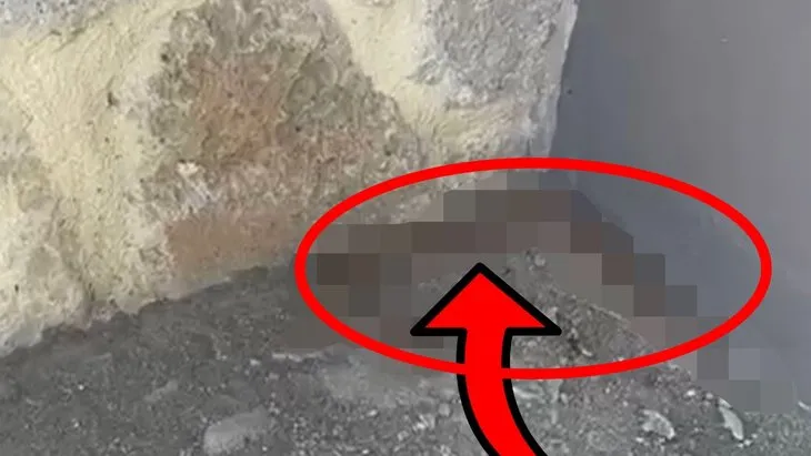 Doğada karşılaşan dehşete düşüp kaçıyor! Türkiye'de görüldü, Soktuğunu inlete inlete öldürüyor