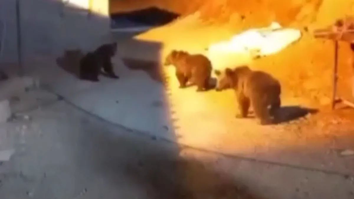 Korkunç olay! Tarlasına giderken iki ayının saldırısına uğradı