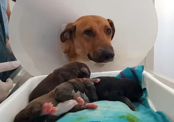 Doğum sancısı tutan köpek hastaneye gitti