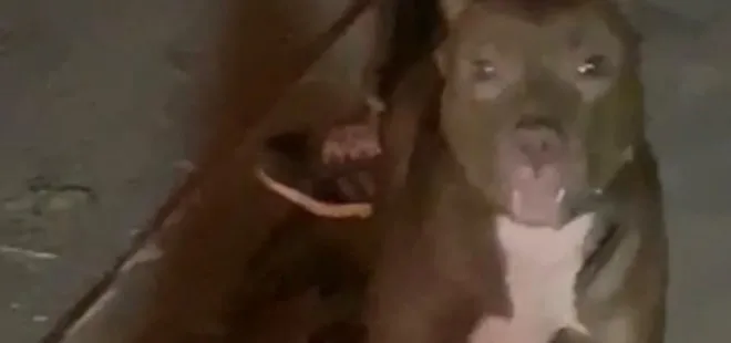 İstanbul’da dehşet anları! Tartıştığı adama pitbull cinsi köpeğini saldırttı