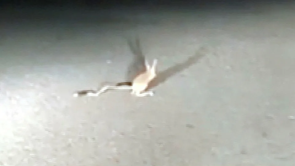 Böyle fare görülmedi! Kırmızı Listedeki hayvan Ankara’da görüntülendi