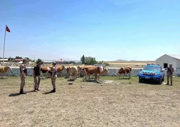 Kars'ta kaybolan büyükbaş hayvanlar bulundu
