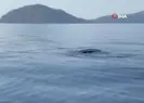 Türkiyede görüntülendi!
