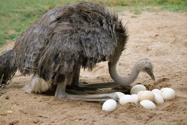 Mimar Sinan inşaatında, İbn-i Sina kemik erimesi tedavisinde kullandı! İşte tarihin önemli isimlerinin kullandığı nadir bulunan o besin…