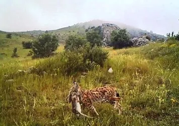 Afrika değil Giresun! Fotokapana yakalandı