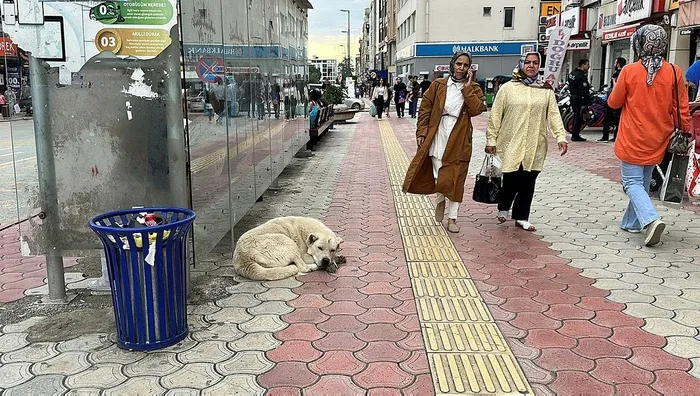 1716728781040.jpeg Başıboş köpekler öğrencilere saldırdı! Hatay'da korku dolu anlar kamerada - 1