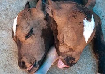 Çift başlı doğan buzağı görenleri şaşırttı
