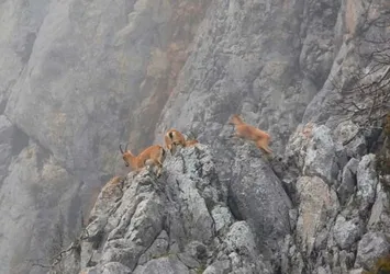 Dağ keçileri böyle görüntülendi
