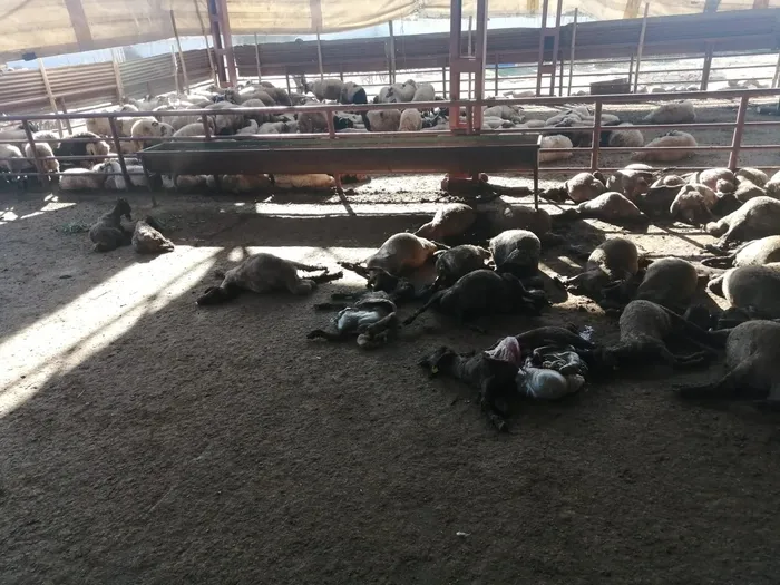 Bu kez ne çakal ne tilki ne de kurt! Köpekler ağıla girdi onlarca küçükbaş hayvanı telef etti - 1