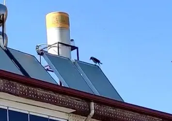 Muhtar duyunca telefona sarıldı! Bakın karga nasıl bağırdı