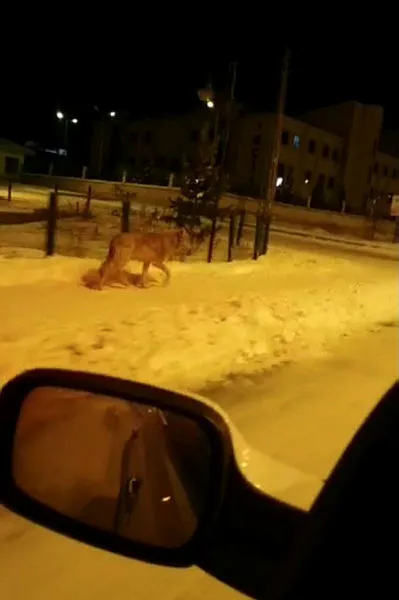 Aç kalan kurtlar şehre indi! Yiyecek arayan kurtlar böyle görüntülendi - 1